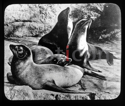 Seelöwen | Sea Lions - Foto foticon-600-simon-meer-363-026-sw.jpg | foticon.de - Bilddatenbank für Motive aus Geschichte und Kultur